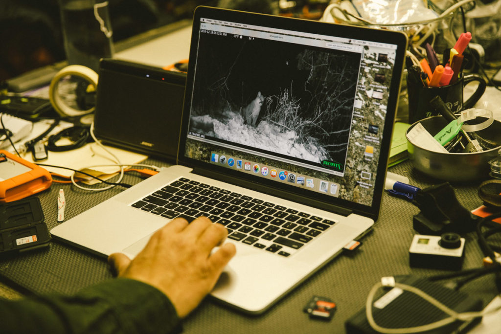 a laptop with a video of mountain lion cubs from a camera trap on it